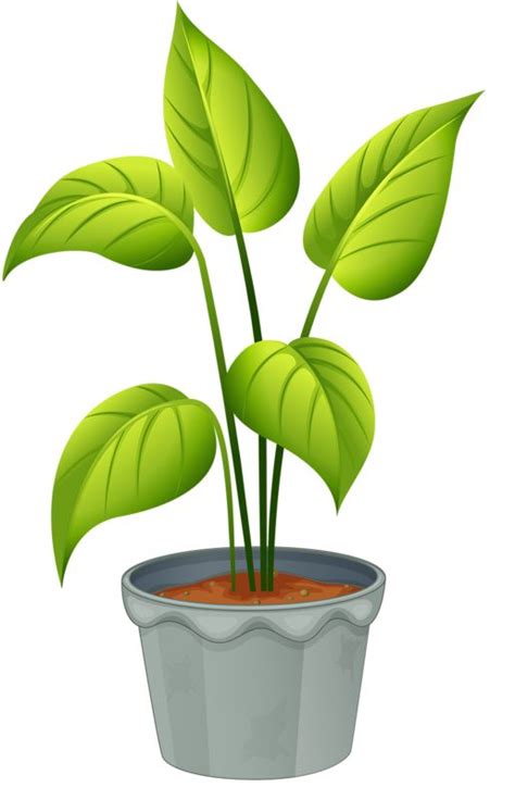 big plant clipart